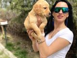 Golden retriver yavrularım sağlık ve ırk garantilid