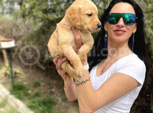 Golden Retriver Yavrularım Sağlık Ve Irk Garantilid