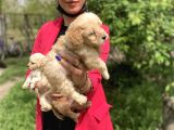 Maltipoo Yavrularım Sağlık Ve Irk Garantilidir