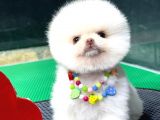 Pomerani̇an Boo