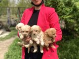Maltipoo yavrularım sağlık ve ırk garantilidir
