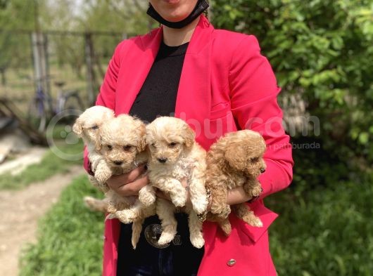 Maltipoo Yavrularım Sağlık Ve Irk Garantilidir