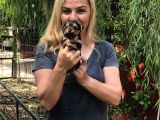 Şirin Sevimli Harika Yorkshire Terrier Yavrularımız