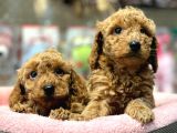 Mini red poodle yavrularımız geldi