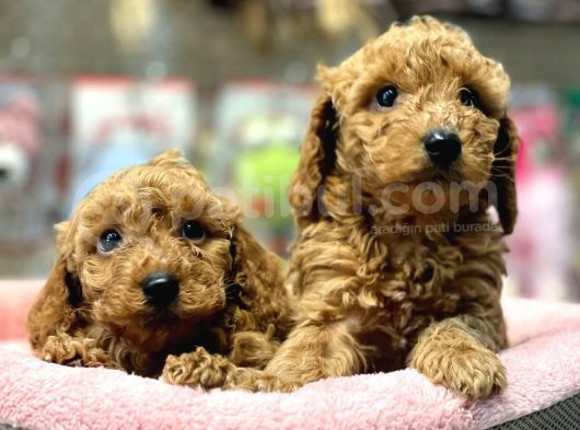 Mini Red Poodle Yavrularımız Geldi