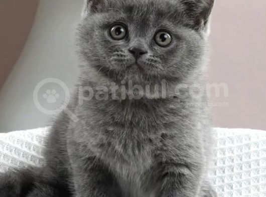 Anne Altindan Bri̇ti̇sh Shorthai̇r Yavrular