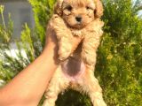 MALTİPOO YAVRUları ırk ve sağlık garantili