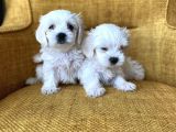 Pamuk Şeker Maltese Terrier Yavrularımız