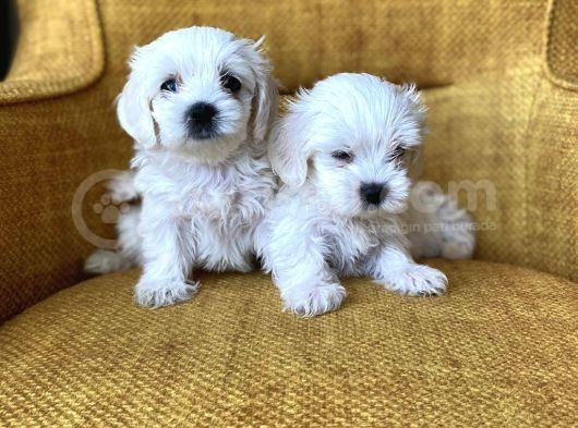 Pamuk Şeker Maltese Terrier Yavrularımız görsel