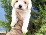 Küçük maltipoo oğlum