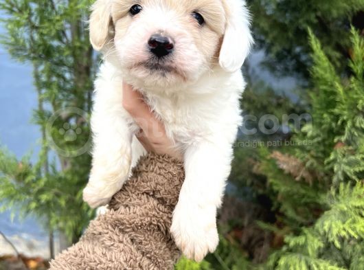 Küçük Maltipoo Oğlum