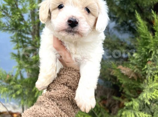 Küçük Maltipoo Oğlum görsel