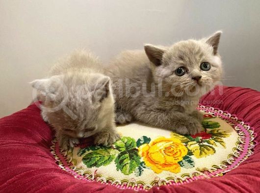 Brittish Short Hair 2 Aylıklar görsel