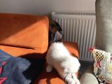 Pamuk Gibi Güzellikte Scottish Bebeğimiz