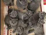 TÜM EĞİTİMİNİ TAMAMLAMIŞ SEVİMLİ YAVRULARIM