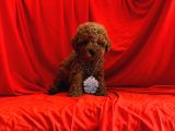 Orji̇nal Poodle Yavrular
