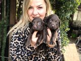Mükemmel Çikolata Labrador Retriever Yavrularımız