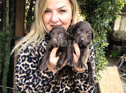 Mükemmel Çikolata Labrador Retriever Yavrularımız