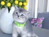 EVİNİZİN NEŞESİ BRİTİSH SHORTHAİR SİLVER BEBEĞİM