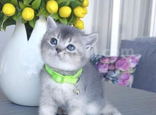 Evi̇ni̇zi̇n Neşesi̇ Bri̇ti̇sh Shorthai̇r Si̇lver Bebeği̇m