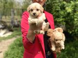 Maltipoo Yavrularım Sağlık Ve Irk Garantilidir