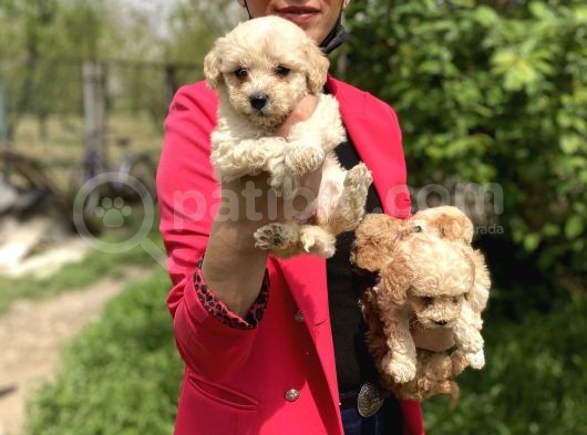 Maltipoo Yavrularım Sağlık Ve Irk Garantilidir görsel