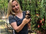 Şirin sevimli Harika Yorkshire Terrier Yavrularımız