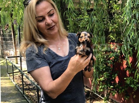 Şirin Sevimli Harika Yorkshire Terrier Yavrularımız