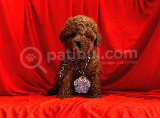 Orji̇nal Poodle Yavrular görsel