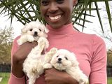 Maltese Terrier Yavrular