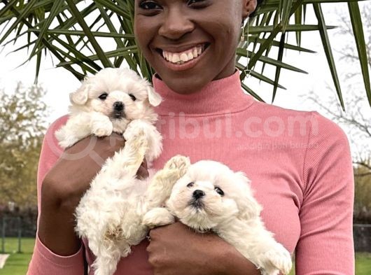Maltese Terrier Yavrular görsel