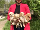 Maltipoo Yavrularım Sağlık Ve Irk Garantilidir