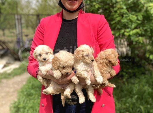 Maltipoo Yavrularım Sağlık Ve Irk Garantilidir görsel