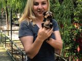 Şirin Sevimli Harika Yorkshire Terrier Yavrularımız