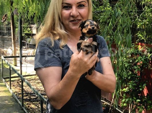 Şirin Sevimli Harika Yorkshire Terrier Yavrularımız görsel