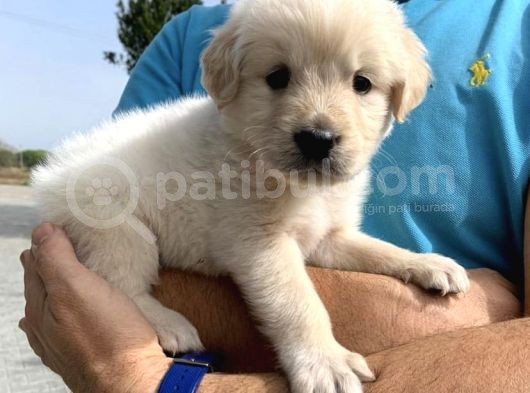 Baby Face Yüz Yapili Golden Yavrulari görsel
