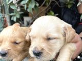 Golden Retriver Yavrularım Sağlık Ve Irk Garantilid