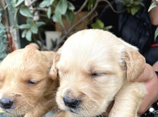 Golden Retriver Yavrularım Sağlık Ve Irk Garantilid görsel