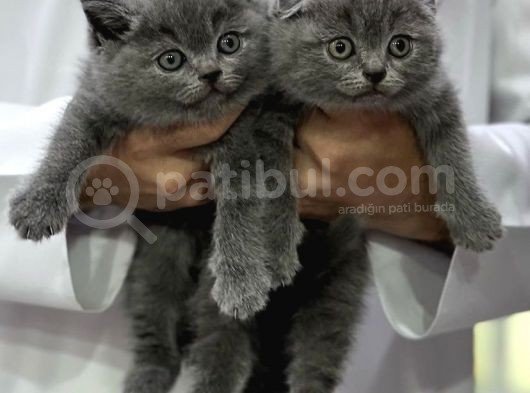 Bri̇ti̇sh Shorthai̇r & Scotti̇sh Fold Yavrularimiz görsel