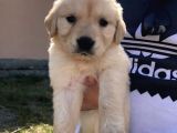 BABY FACE YÜZ YAPILI GOLDEN YAVRULARI