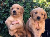 Golden Retriver Yavrularım Sağlık Ve Irk Garantilid