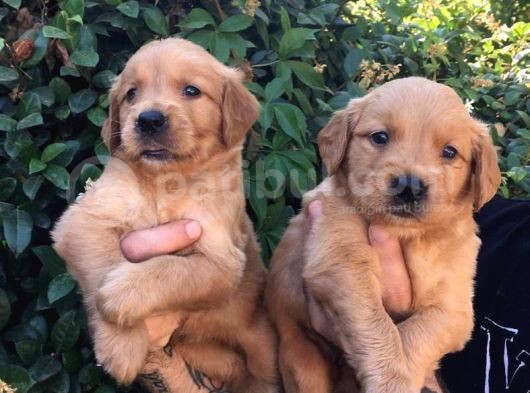 Golden Retriver Yavrularım Sağlık Ve Irk Garantilid görsel