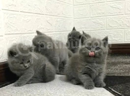 Sevi̇mli̇ Yavrularim Yeni̇ Ai̇lesi̇ne Kavuşmaya Hazir görsel