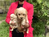 Maltipoo Yavrularım Sağlık Ve Irk Garantilidir
