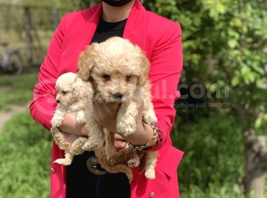 Maltipoo Yavrularım Sağlık Ve Irk Garantilidir görsel