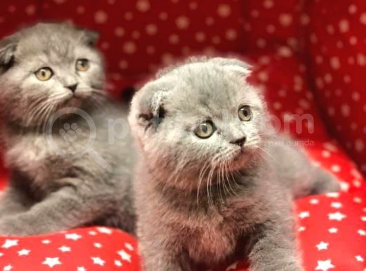 Evi̇ni̇zi̇n Yeni̇ Üyesi̇ Scotti̇sh Fold Top Kafa Yavrularim görsel