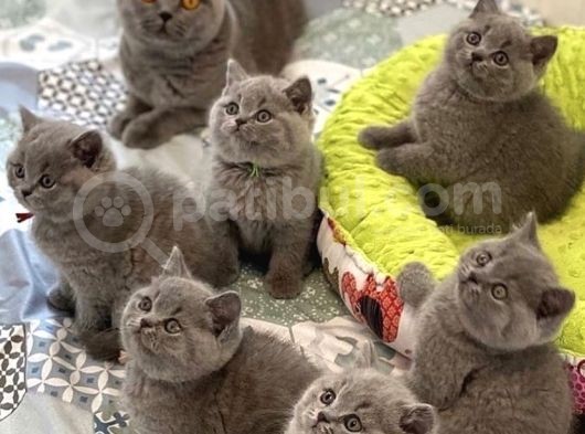 Sevi̇mli̇ Bebekleri̇m Yeni̇ Evi̇ne Gi̇tmeye Hazir