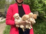Maltipoo Yavrularım Sağlık Ve Irk Garantilidir