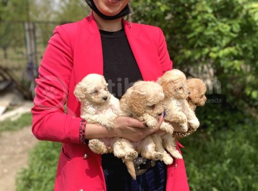 Maltipoo Yavrularım Sağlık Ve Irk Garantilidir görsel