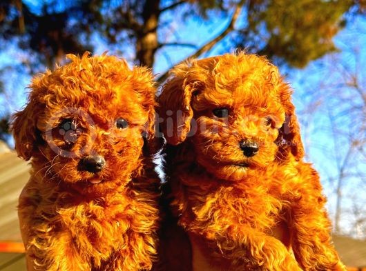 Toypoodle Çok Şirin Yavrular görsel